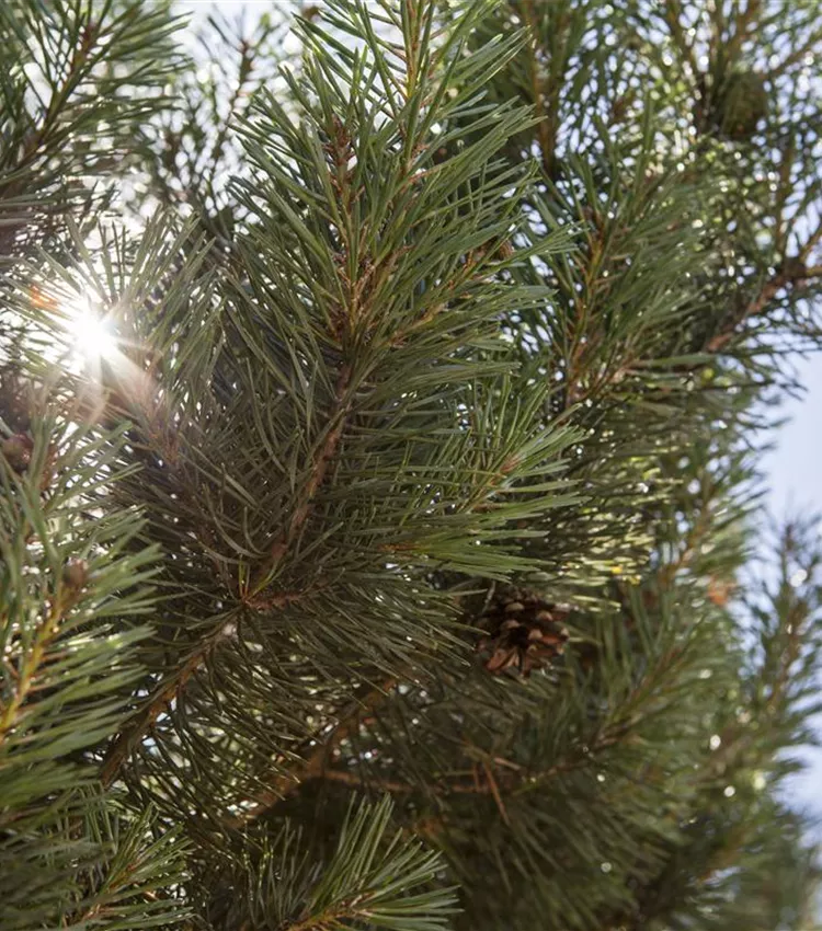 Pin sylvestre 'Norske Typ'