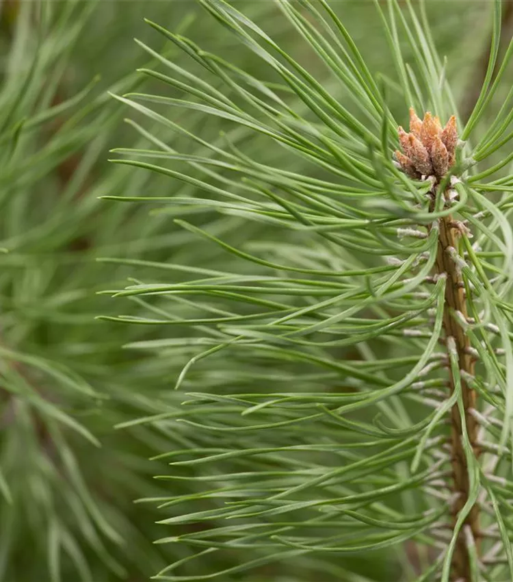 Pin sylvestre 'Norske Typ'