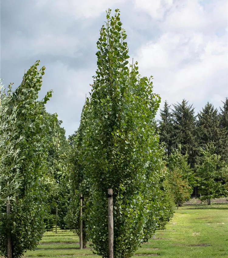 Säulen-Zitterpappel