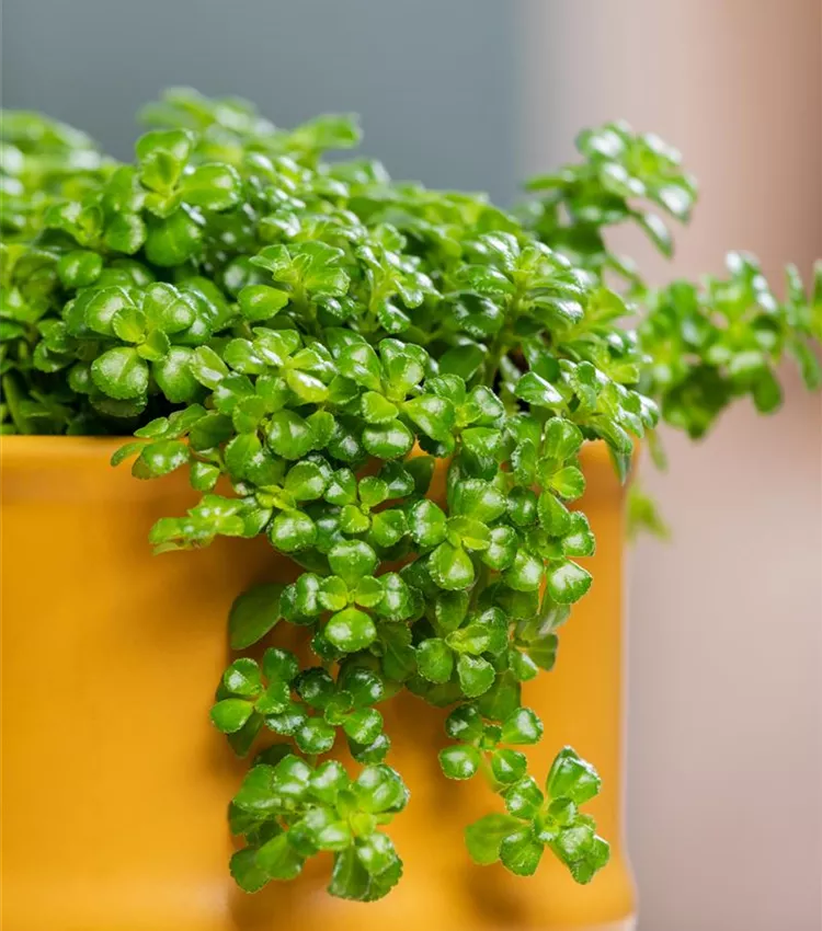 Pilea