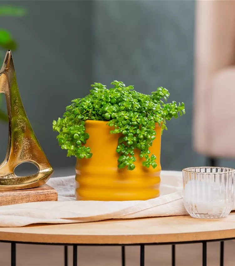 Pilea
