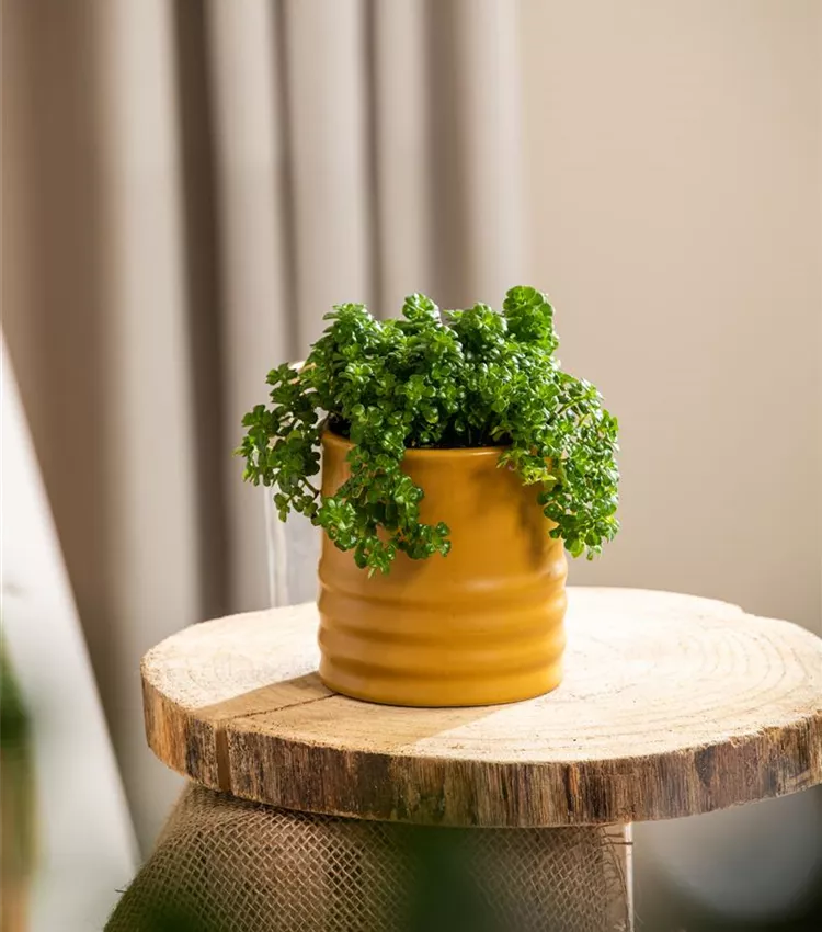 Pilea