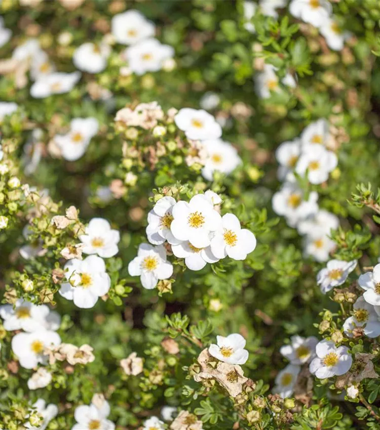 Potentille frutescente 'White Lady' Potentille frutescente 'White Lady'