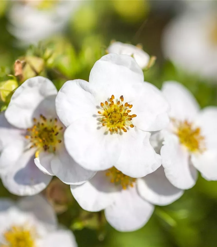Potentille frutescente 'White Lady' Potentille frutescente 'White Lady'