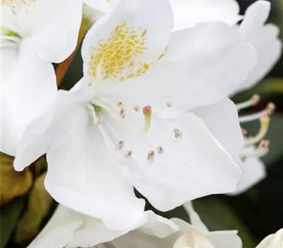 Rhododendron 'Album Novum'
