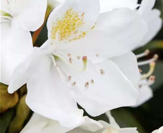 Rhododendron 'Album Novum'