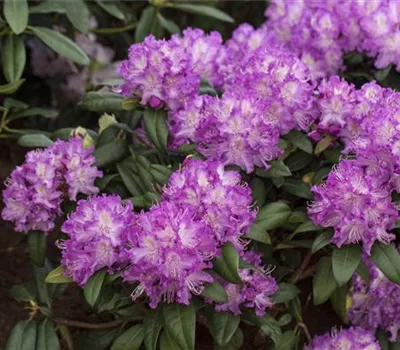 Rhododendron 'Alfred'