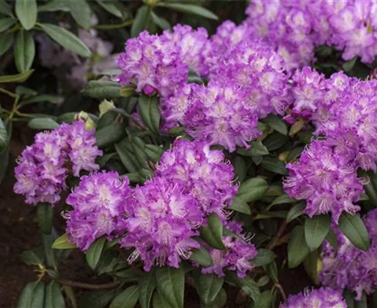 Rhododendron 'Alfred'