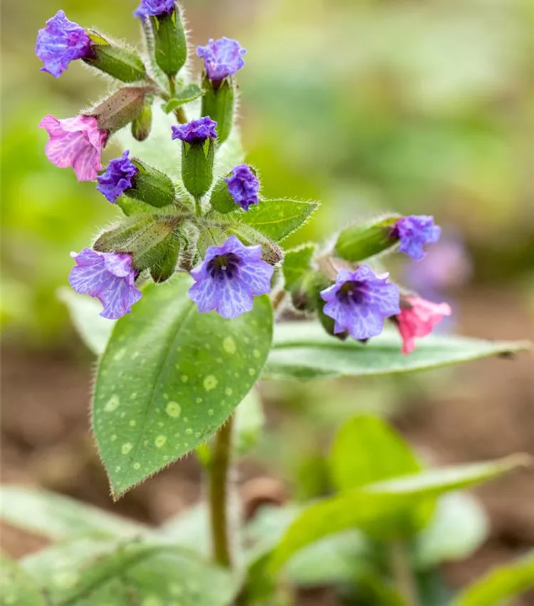 Pulmonaire 'Trevi Fountains'