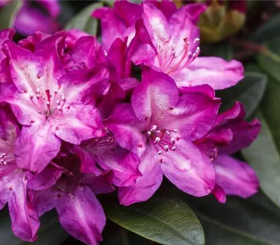 Rhododendron 'Anatevka'