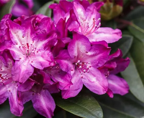 Rhododendron 'Anatevka'