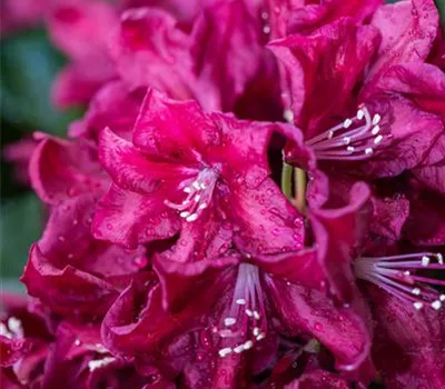 Rhododendron 'Anna Netrebko'