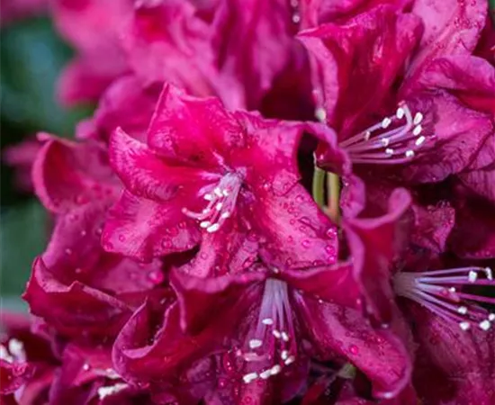 Rhododendron 'Anna Netrebko'