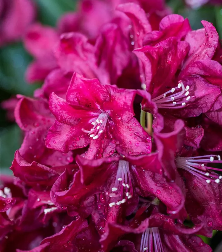 Rhododendron 'Anna Netrebko'