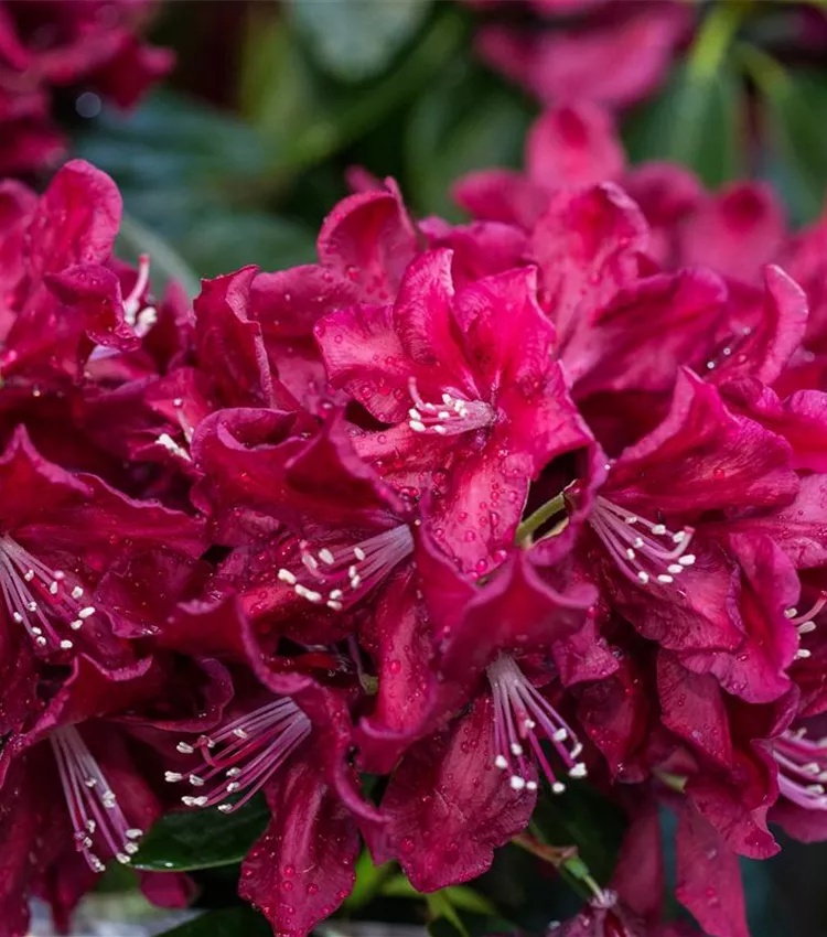 Rhododendron 'Anna Netrebko'