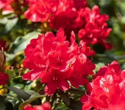 Rhododendron 'Antaris'