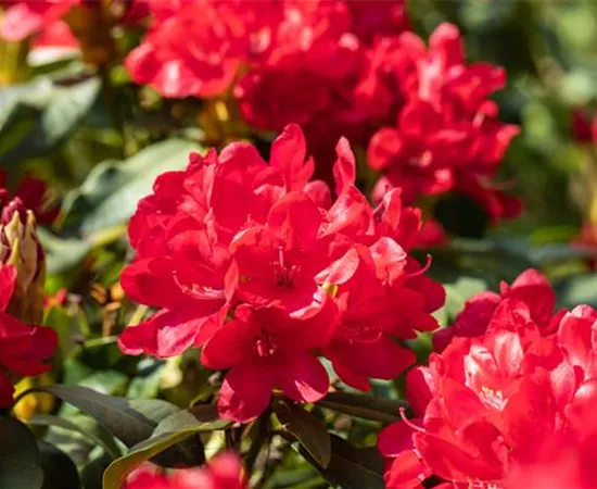 Rhododendron 'Antaris'