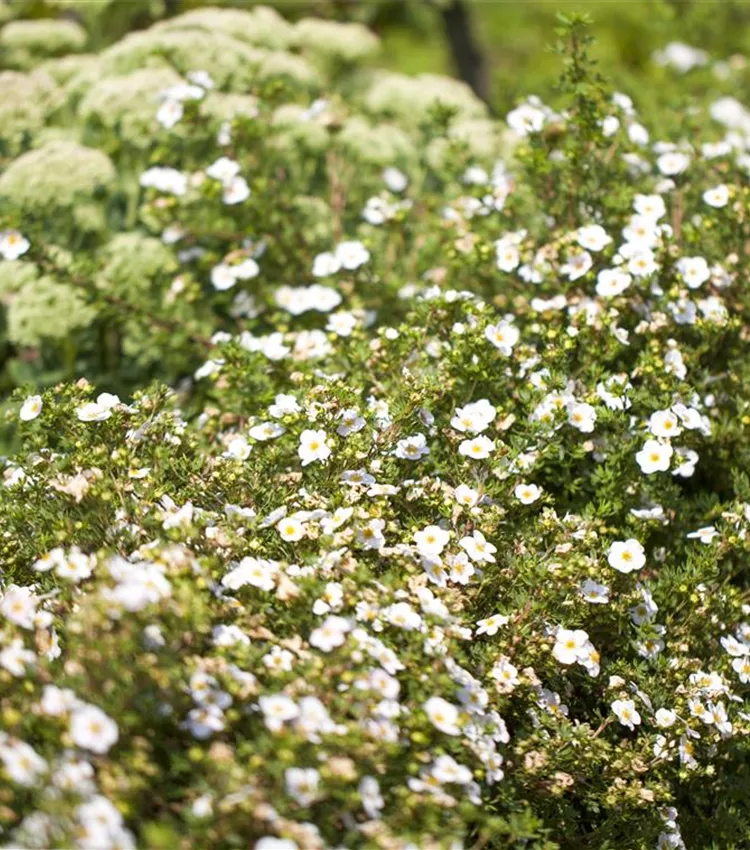 Potentille frutescente 'White Lady' Potentille frutescente 'White Lady'
