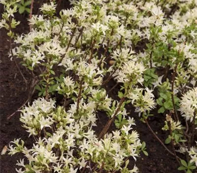 Rhododendron atlanticum