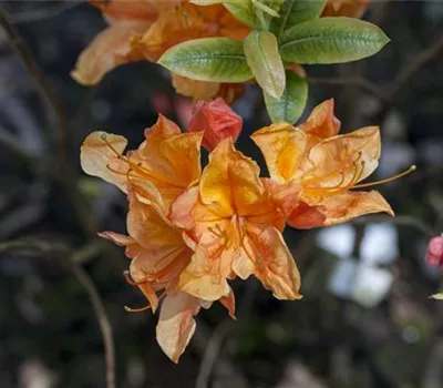 Rhododendron austrinum