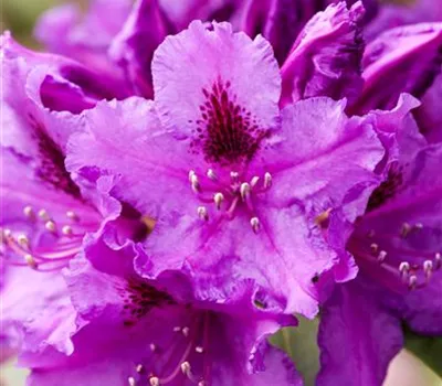 Rhododendron 'Azurro'