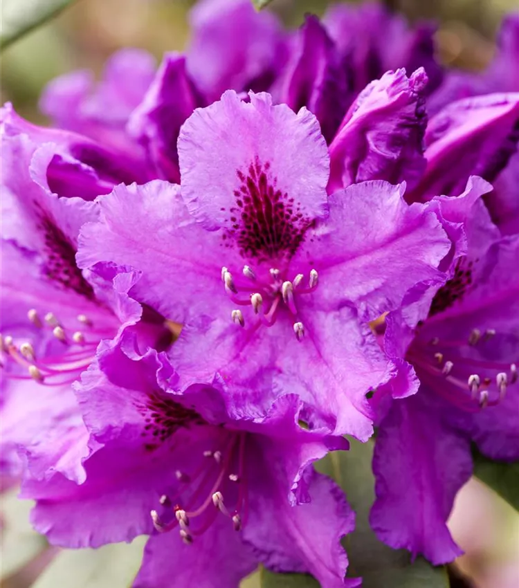 Rhododendron 'Azurro'