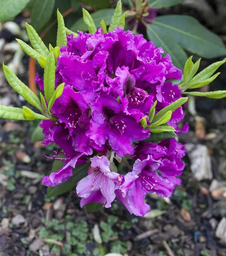Rhododendron 'Azurro'