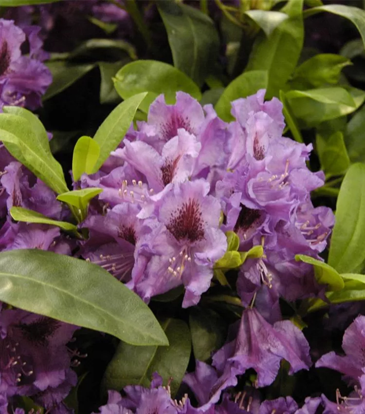 Rhododendron 'Azurro'