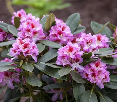 Rhododendron 'Belami'®