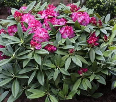 Rhododendron 'Berliner Liebe'