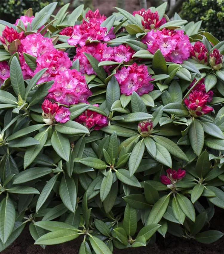 rhododendron pinienrinde Floragard Pinien