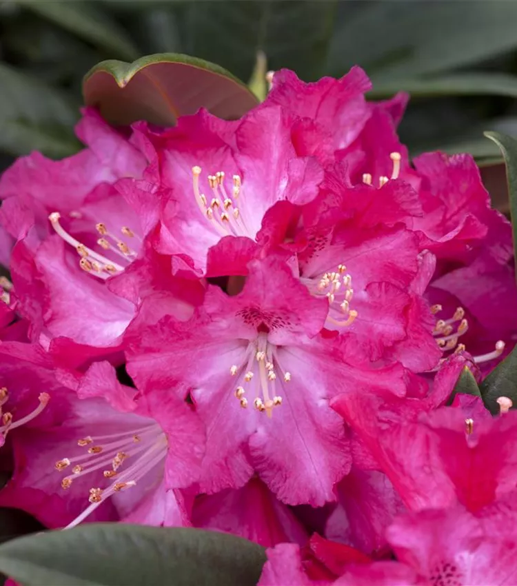 rhododendron flower Harold Greer
