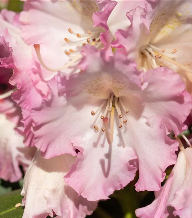 rhododendron wachstum beschleunigen Früh-Rhododendron - Rhododendron praecox main image 0
