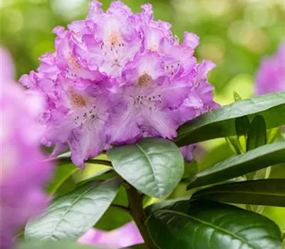 Rhododendron 'Bishop'