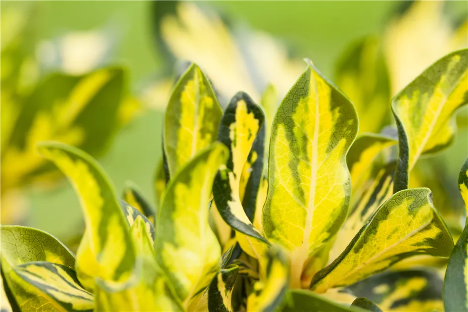 thuja aurea Thuja orientalis