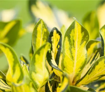 Rhododendron 'Blattgold'