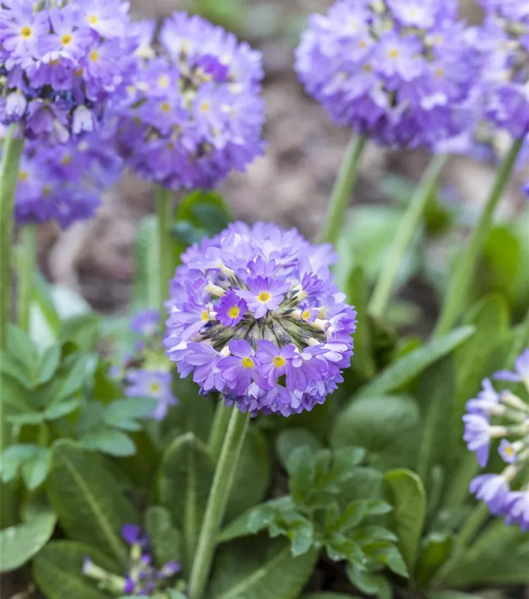 Kugelige Garten-Schlüsselblume 'Lilac'