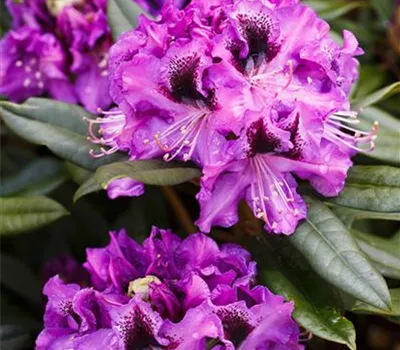 Rhododendron 'Blaue Jungs'