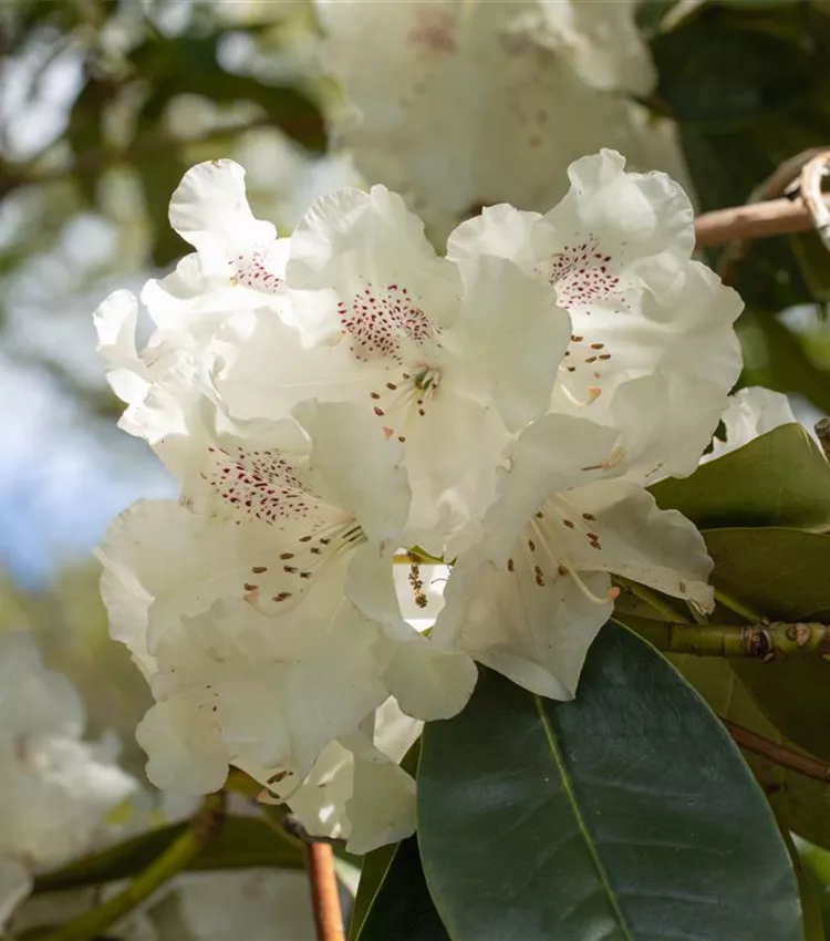 Rhododendron