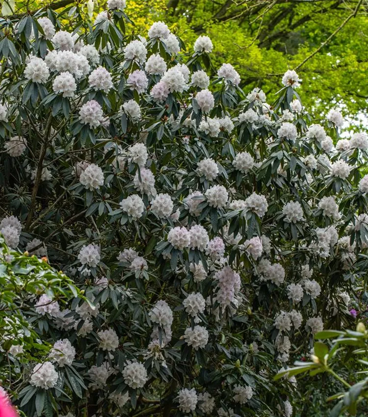 Rhododendron