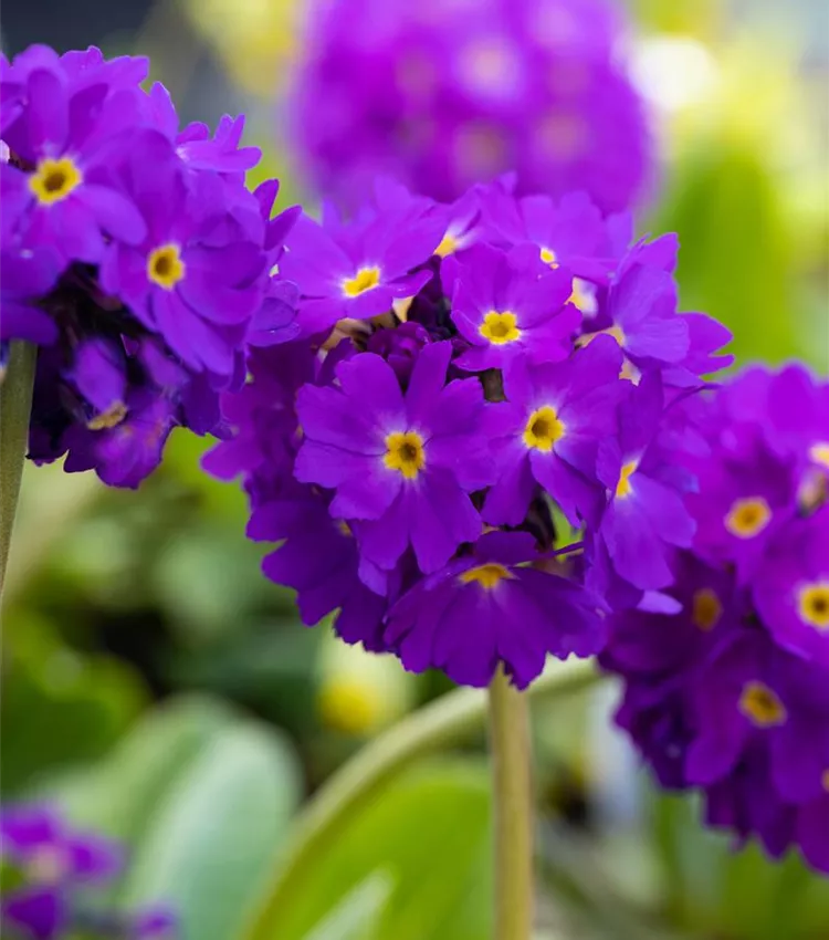 Kugelige Garten-Schlüsselblume 'Lilac'