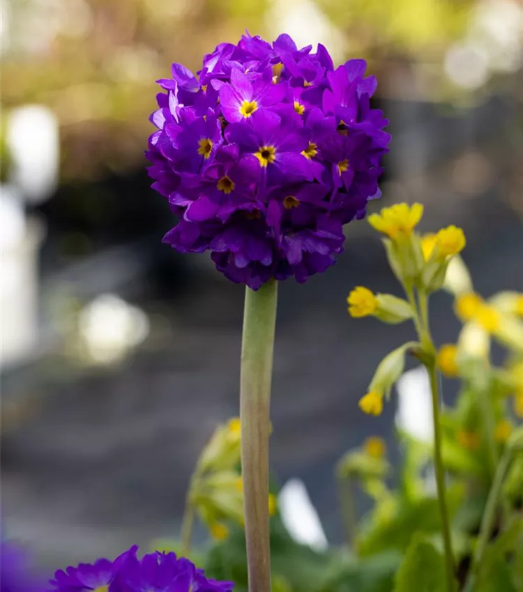 Kugelige Garten-Schlüsselblume 'Lilac'
