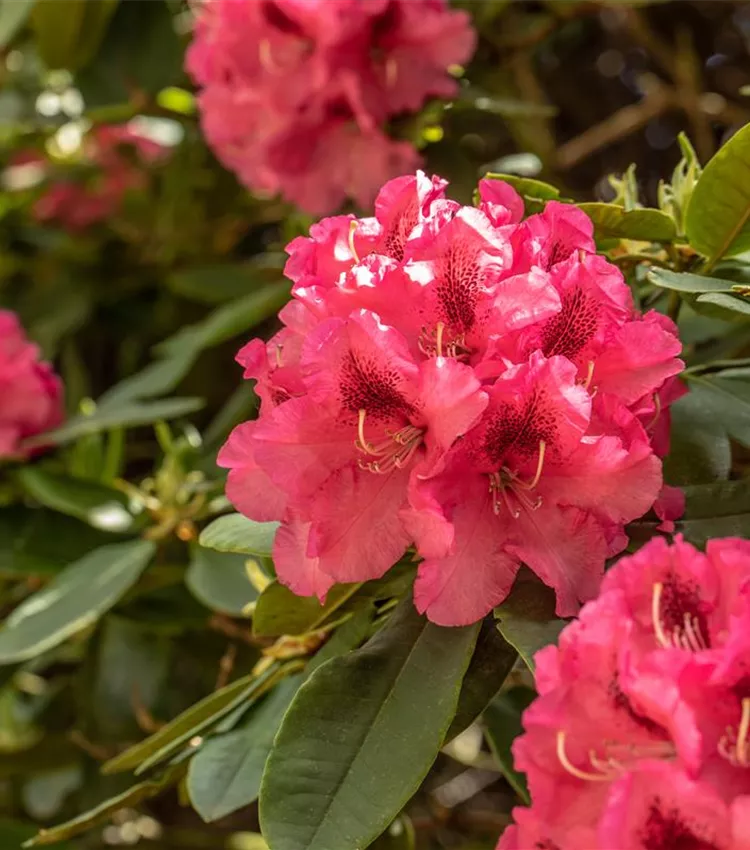 Rhododendron 'Boskoop'