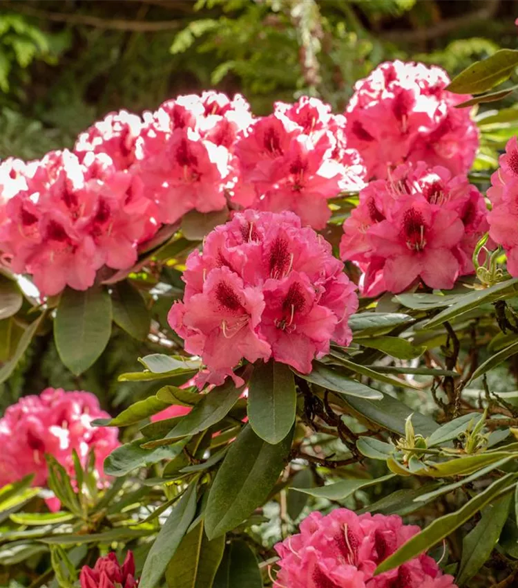 Rhododendron 'Boskoop'