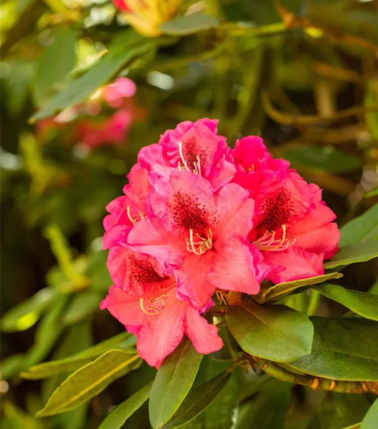 Rhododendron 'Boskoop'