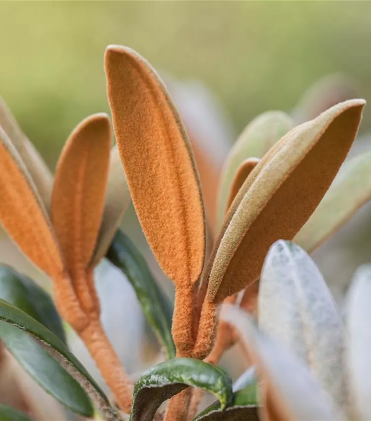 Rhododendron 'Hydon Velvet'