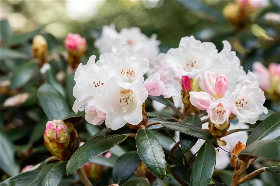 Rhododendron bureavii 'Hydon Velvet', Rhododendron 'Hydon Velvet' | RICOTER  Erdaufbereitung AG