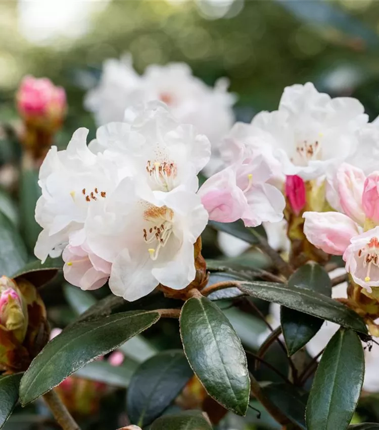 Rhododendron 'Hydon Velvet'