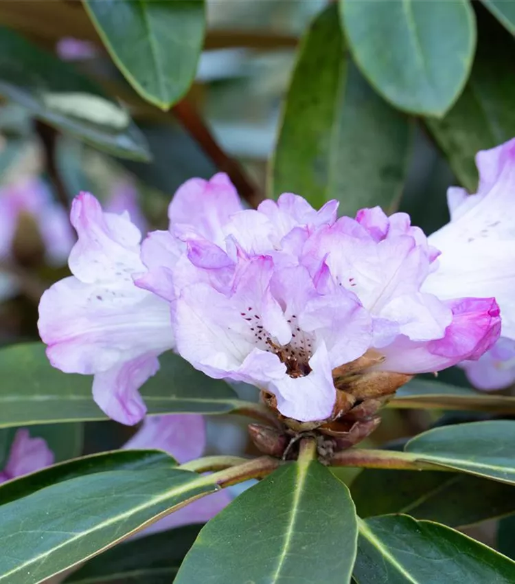 Rhododendron campanulatum, Glocken-Alpenrose | RICOTER Erdaufbereitung AG