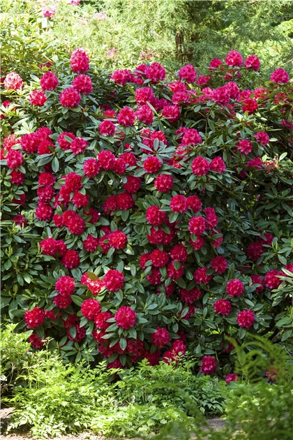 Rhododendron 'Caractacus' | RICOTER Erdaufbereitung AG